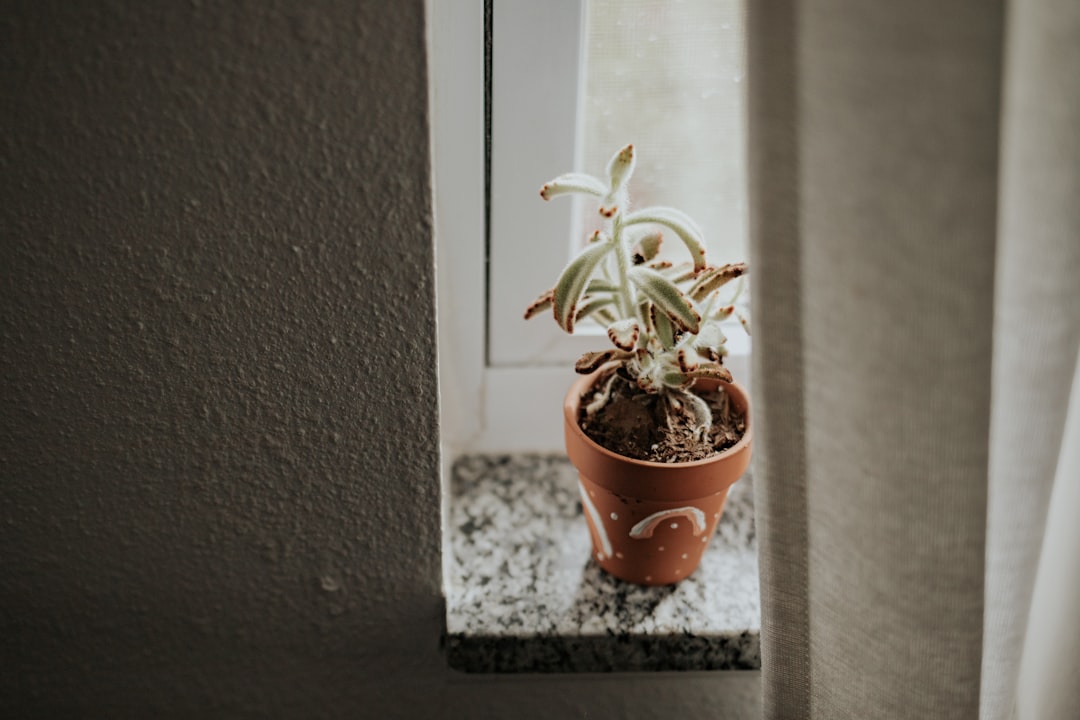 A green plant in a brown clay pot