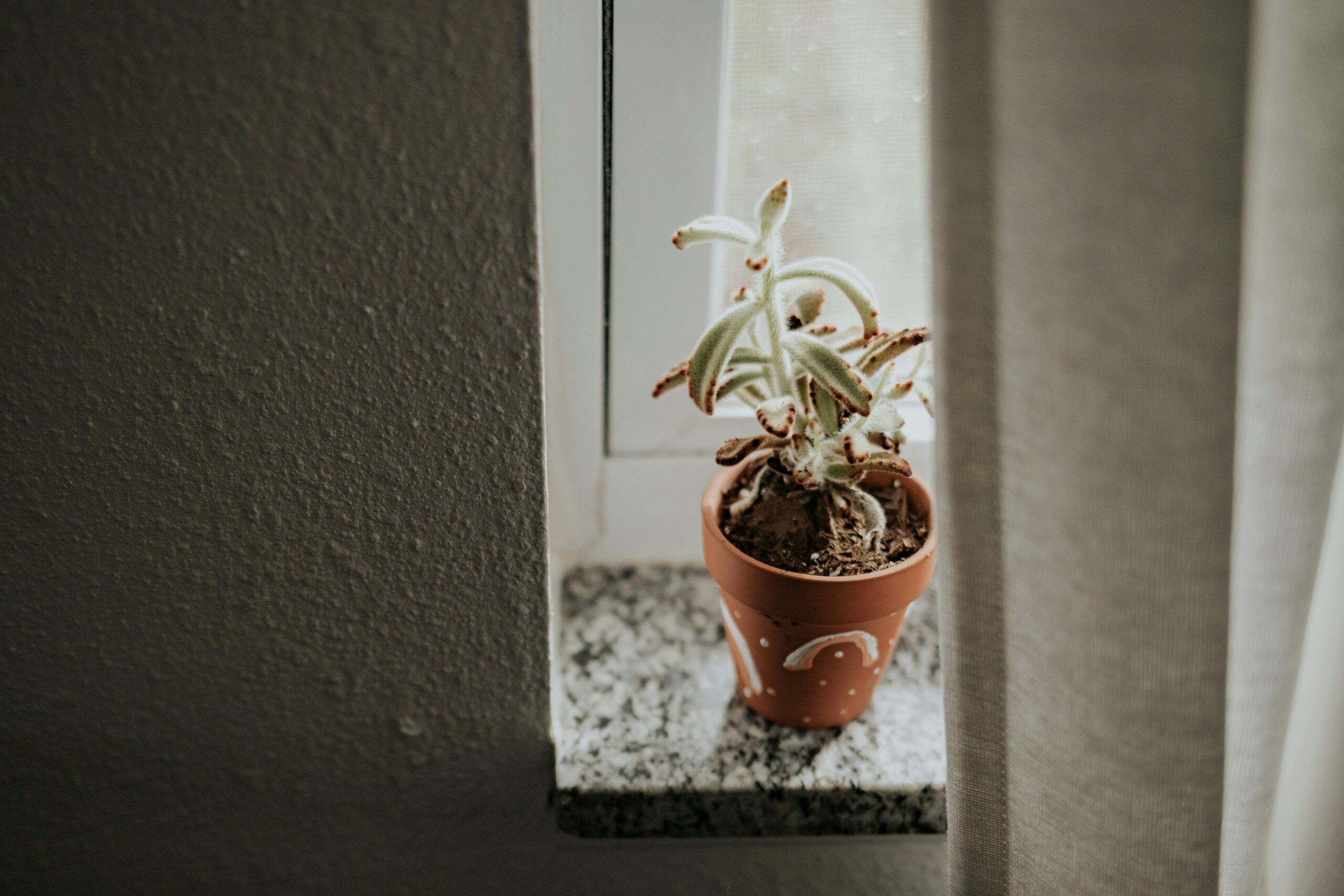 Green plant in brown clay pot