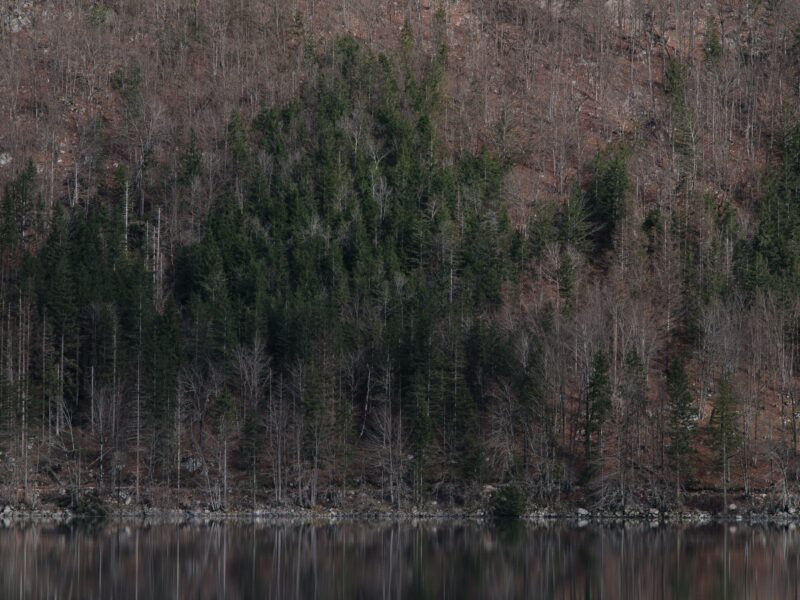 A large body of water surrounded by trees
