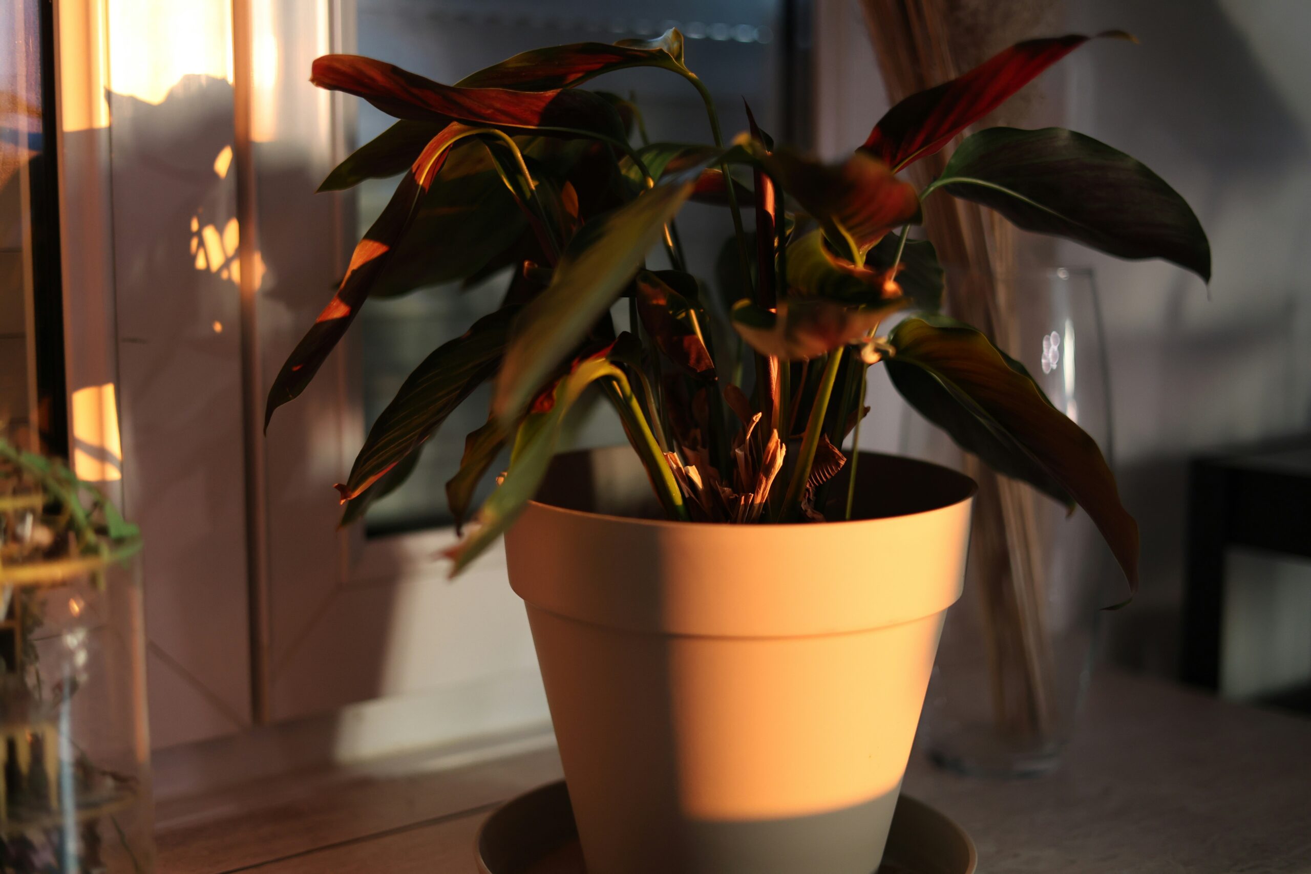 A potted plant sits on a windowsill with warm light.